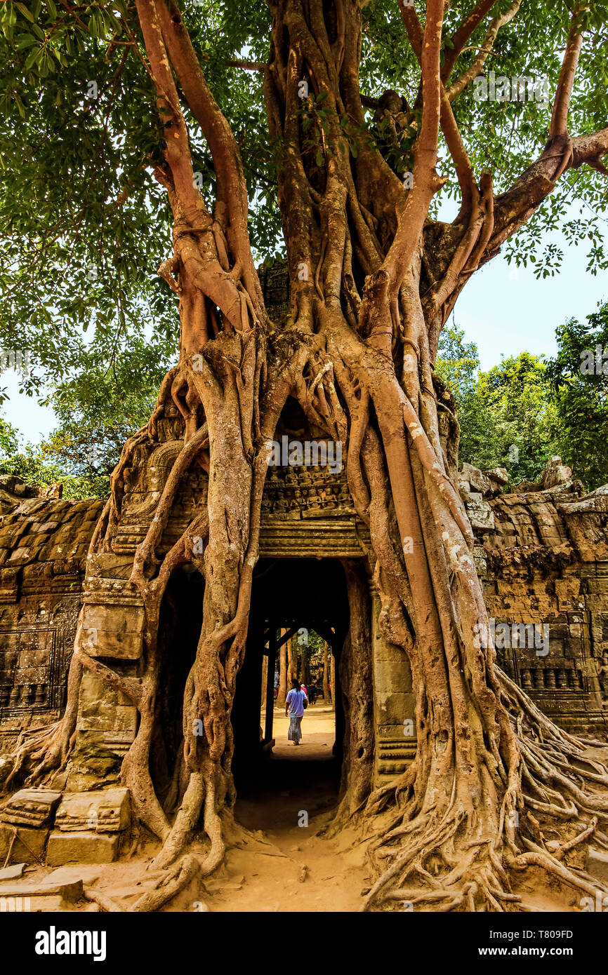 Gopura Turm Eingangstür mit lithophyte Würgefeige Wurzeln, 12. Jahrhundert Ta Som Tempel, Ta Som, Angkor, UNESCO, Siem Reap, Kambodscha, Asien Stockfoto