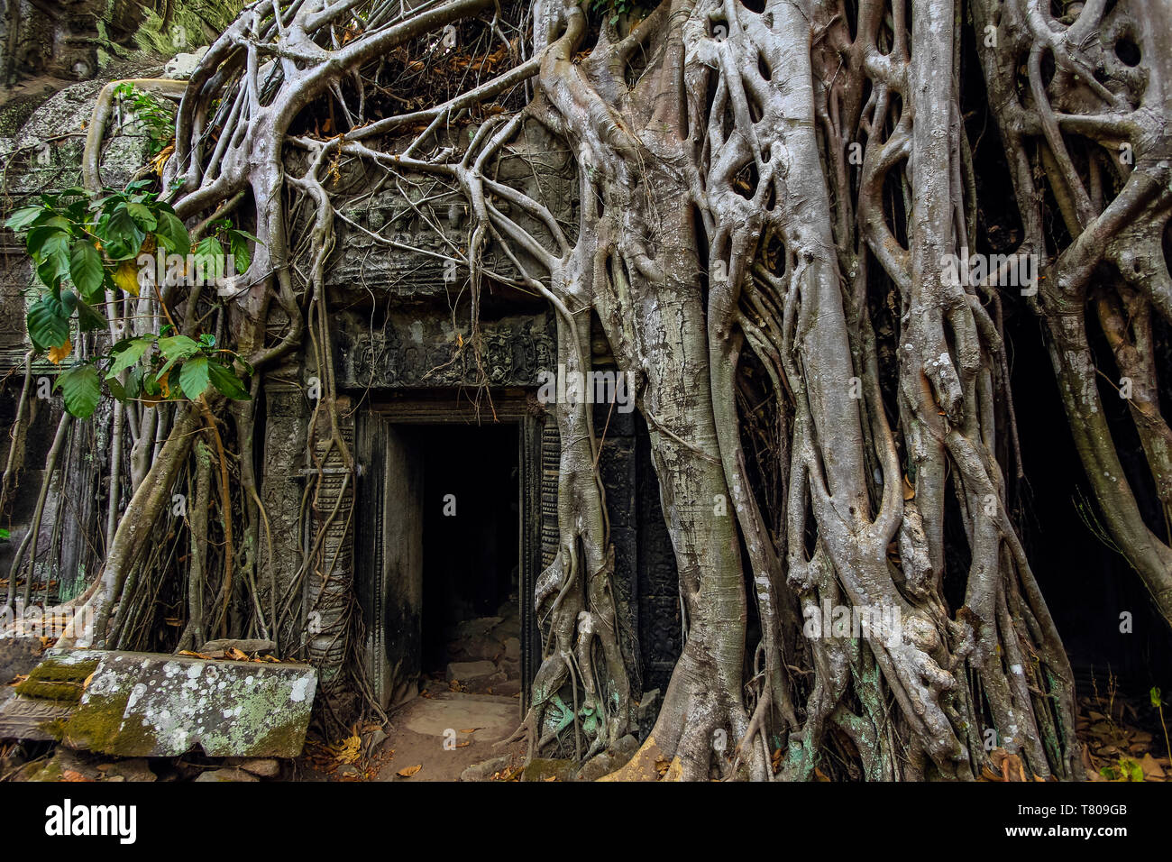 Wurzeln der lithophyte Würgefeige im 12. Jahrhundert Tempelanlage Ta Prohm, einem Tomb Raider film Location, Angkor, UNESCO, Siem Reap, Kambodscha, Asien Stockfoto
