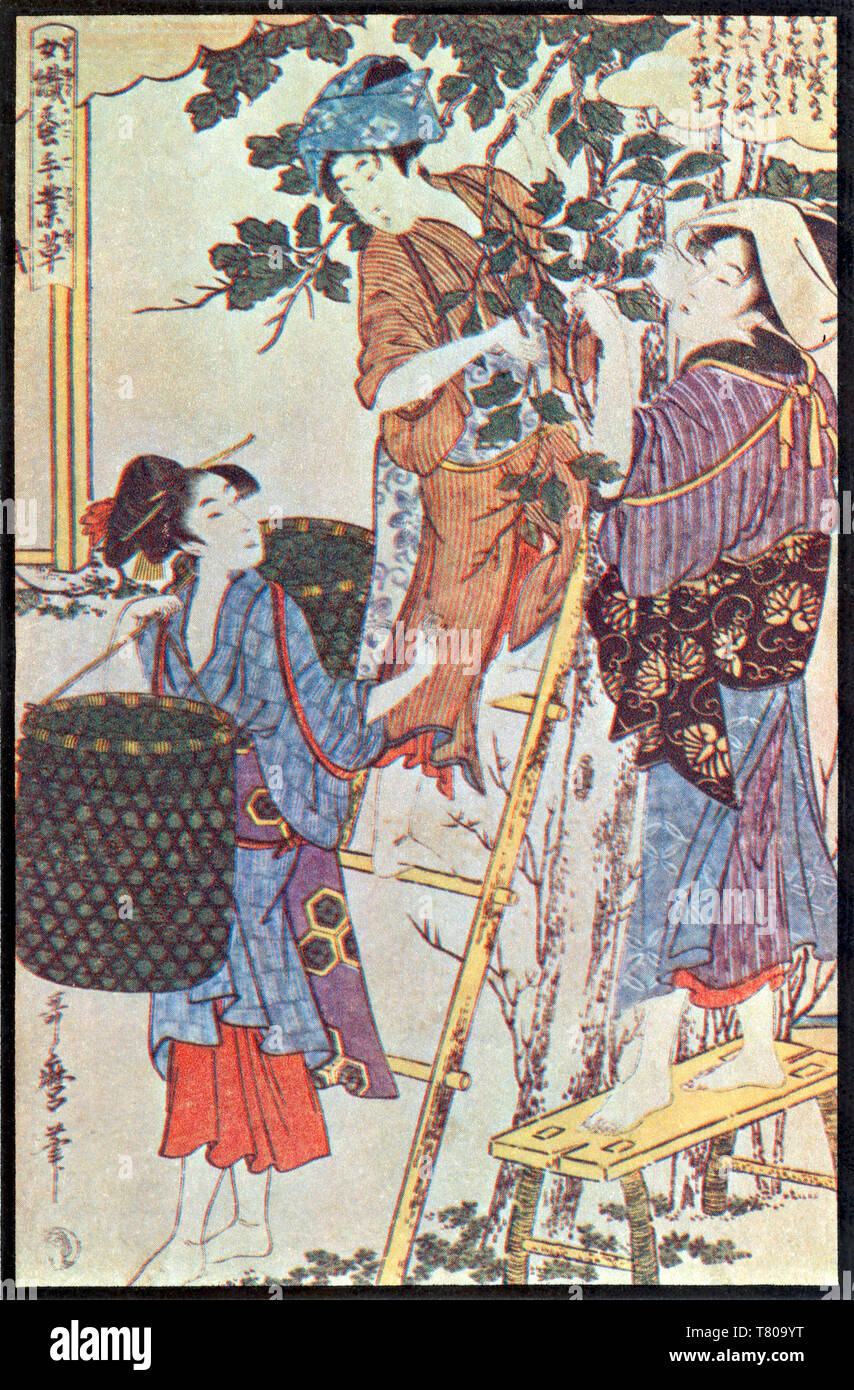Sammeln von Maulbeerblättern, Seide, in Japan Stockfoto