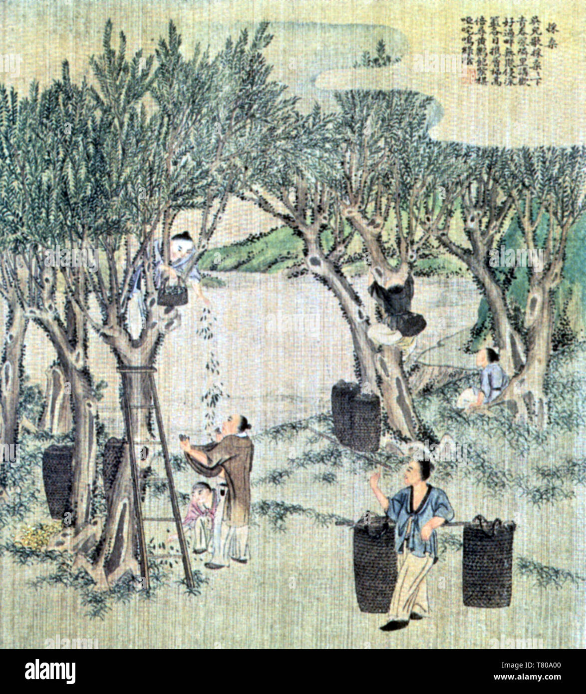 Sammeln von Maulbeerblättern, Seide in China, Stockfoto