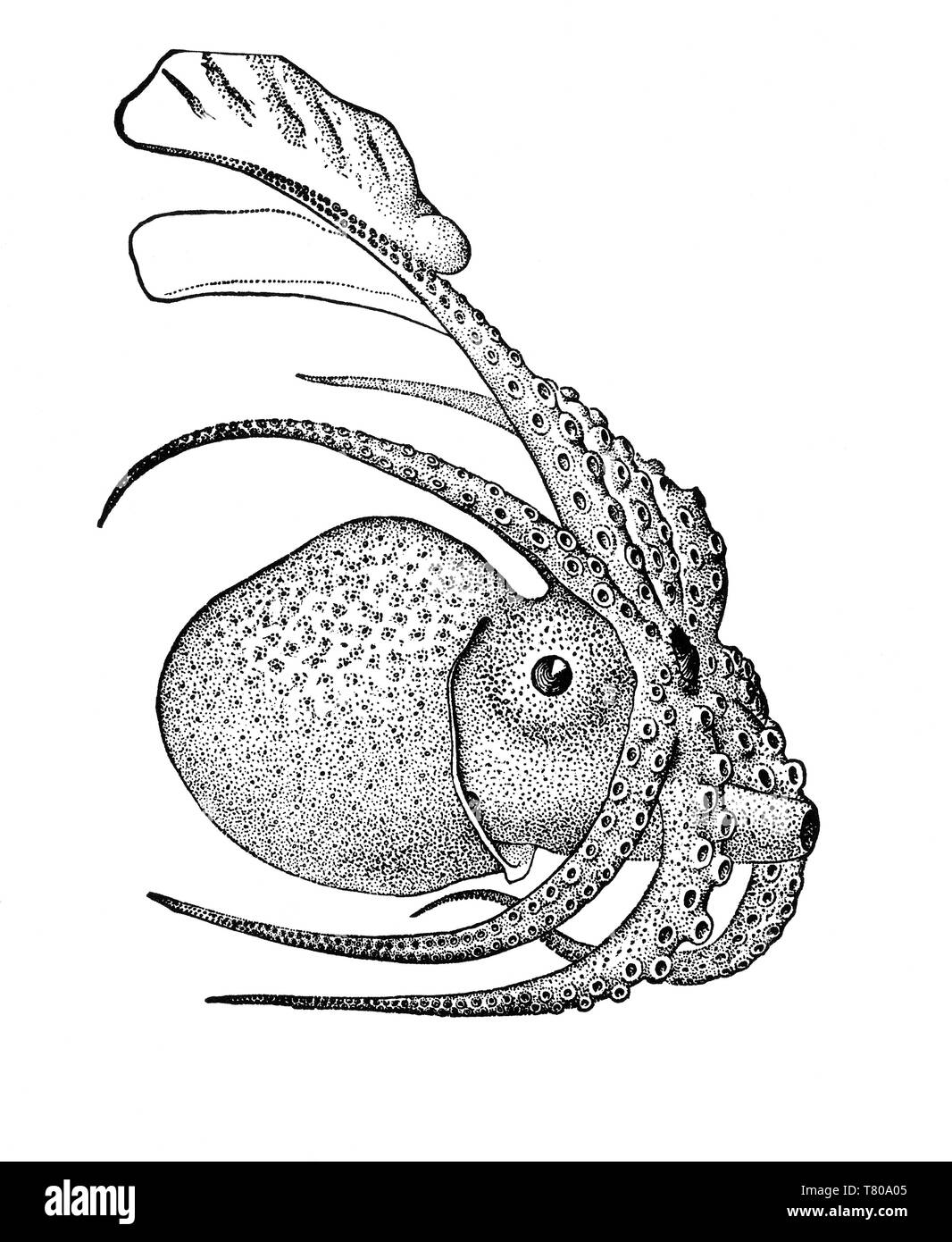 Argonauta Argo, pelagische Octopus Stockfoto