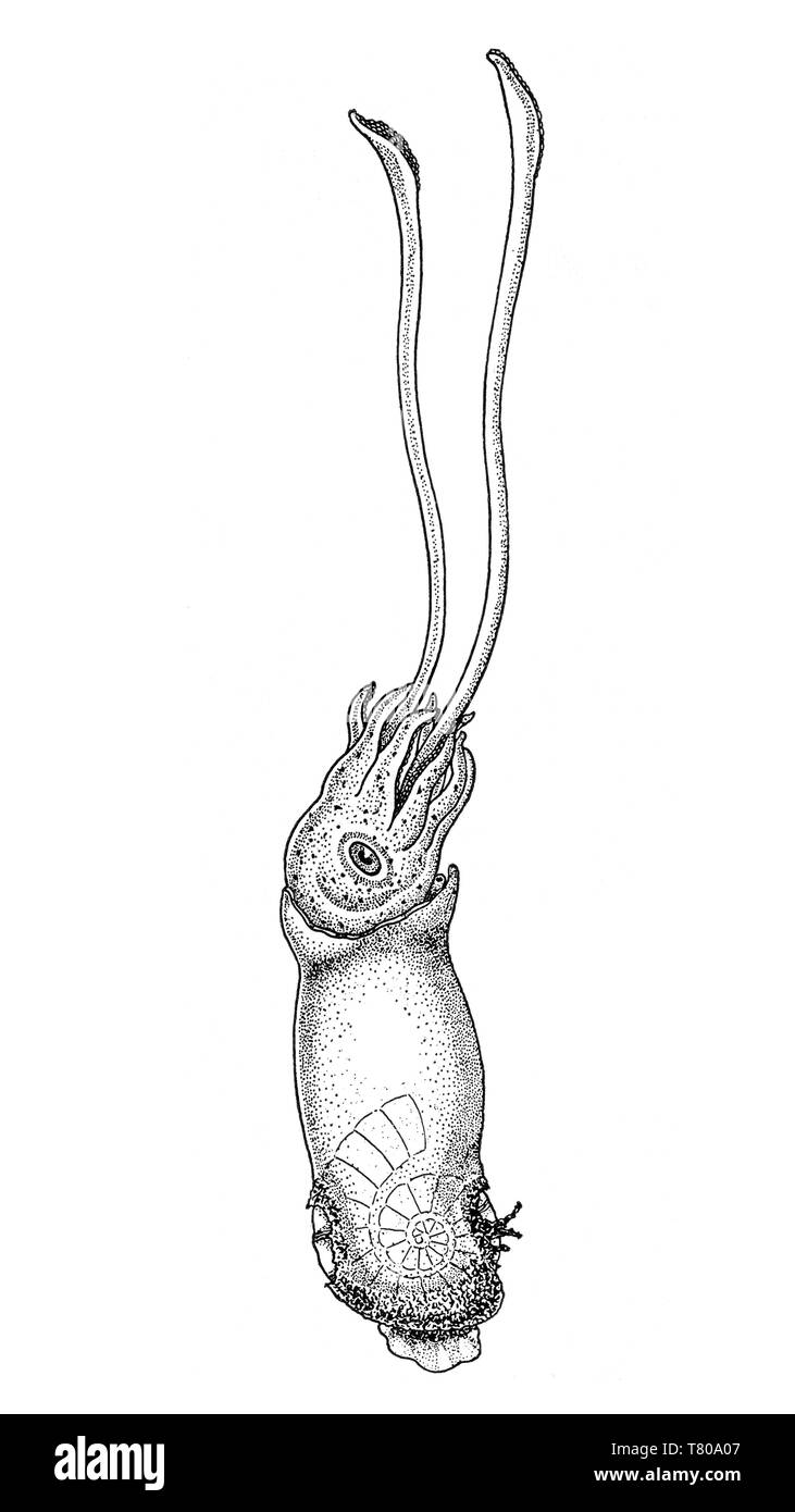 Squid, Tintenfischfänger Stockfoto