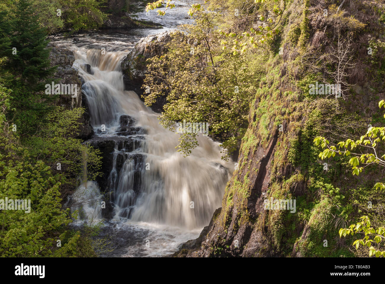 Die reekie Linn Wasserfall auf dem Fluss Isla, Perthshire, Schottland, in vollständige Überflutung durch den Baum - steile Schlucht gesäumt. Stockfoto