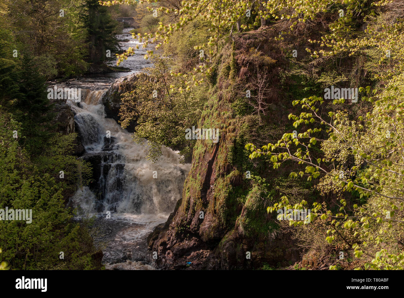 Die reekie Linn Wasserfall auf dem Fluss Isla, Perthshire, Schottland, in vollständige Überflutung durch den Baum - steile Schlucht gesäumt. Stockfoto