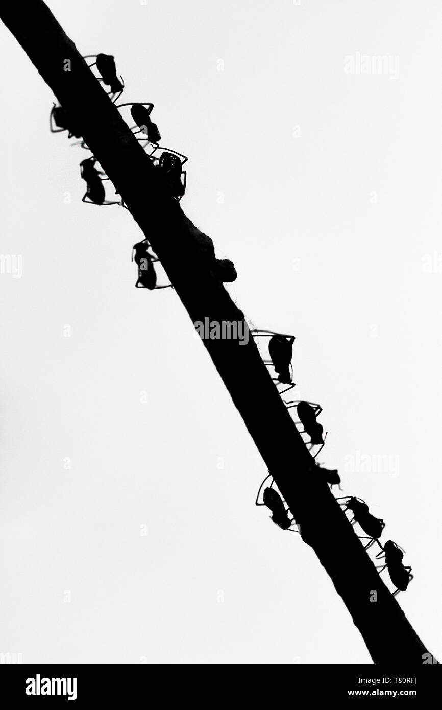 Ant Colony zu Fuß auf einem schwarzen Zweig zurück Licht Stockfoto