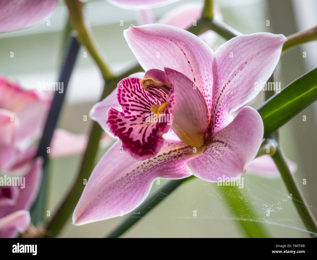 ORCHID Cymbidium Pink Ice „Fosgrove“ weiches Licht im Gewächshaus zu Hause. Stockfoto