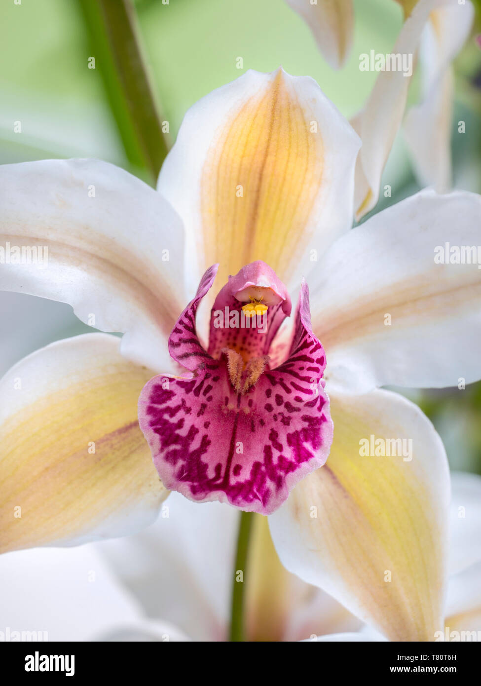 Cymbidium Orchidee in perfekter Blüte, sanfte Hintergrundbeleuchtung im Gewächshaus Stockfoto