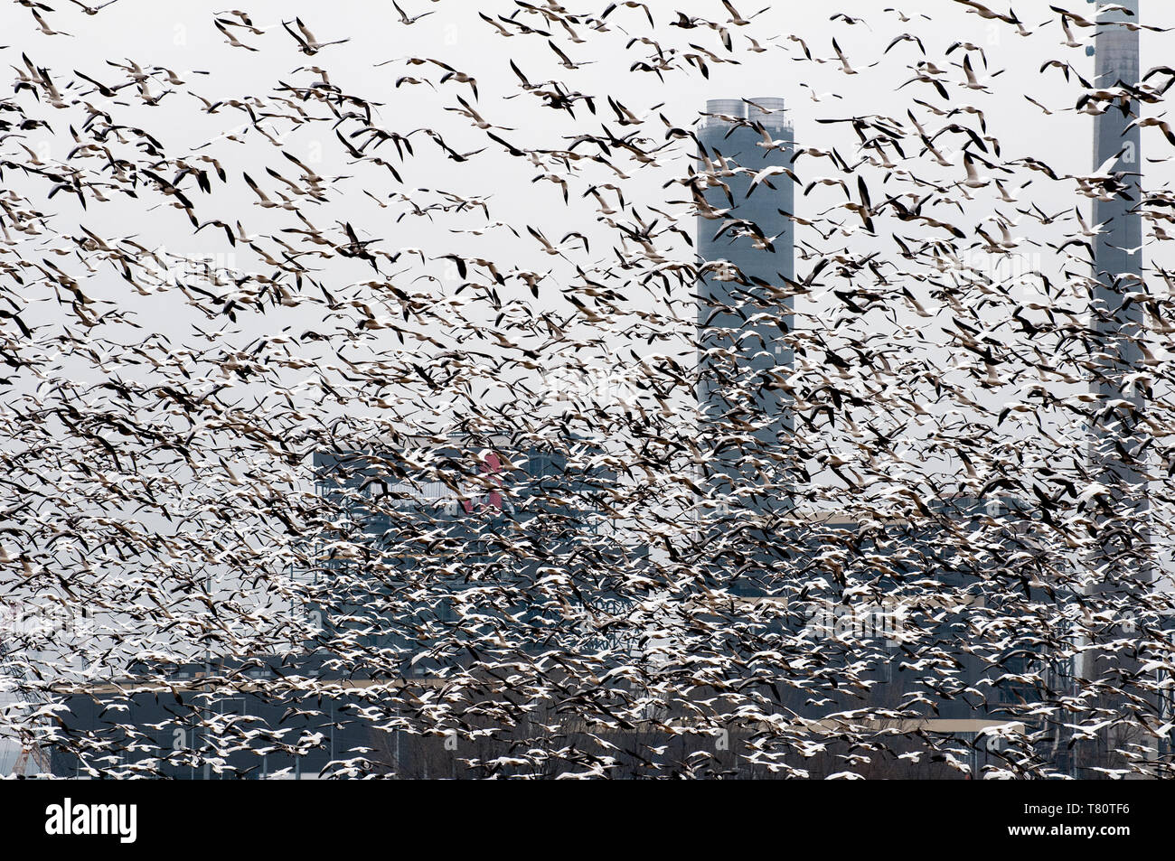 Iatan, Missouri. Schnee Gänse Migration. "Tausende Chen caerulescens" der Schnee Gänse aus und der Blick auf das Kraftwerk in silh, und verlässt den Ventilblock Stockfoto