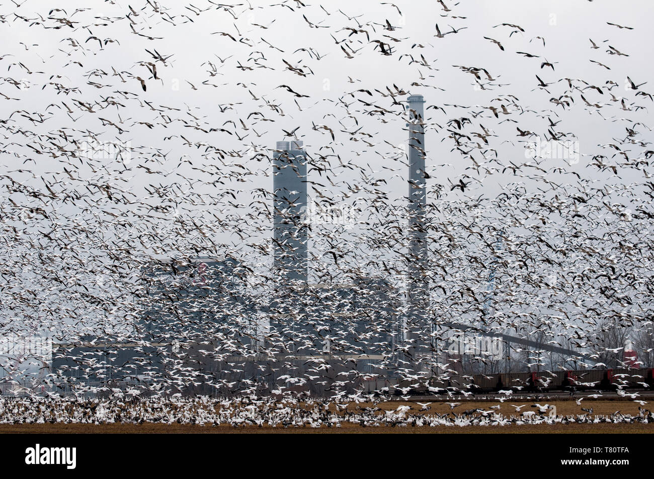 Iatan, Missouri. Schnee Gänse Migration. "Tausende Chen caerulescens" der Schnee Gänse aus und der Blick auf das Kraftwerk in silh, und verlässt den Ventilblock Stockfoto