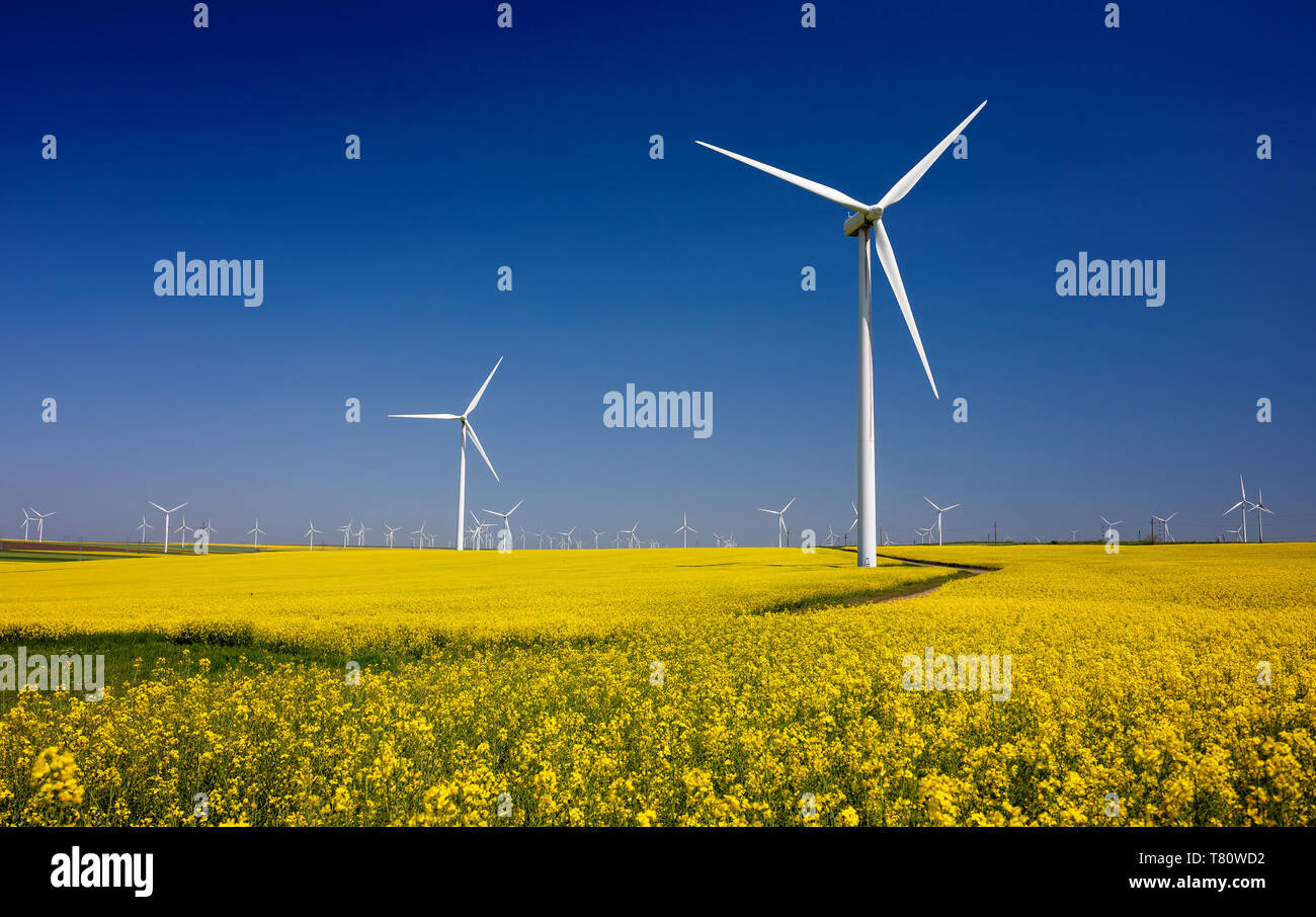 Windenergieanlagen auf Felder mit Windmühlen in der rumänischen Region Dobrogea. Raps Feld in der Blüte. Erneuerbare Energien. Die Umwelt zu schützen. Stockfoto