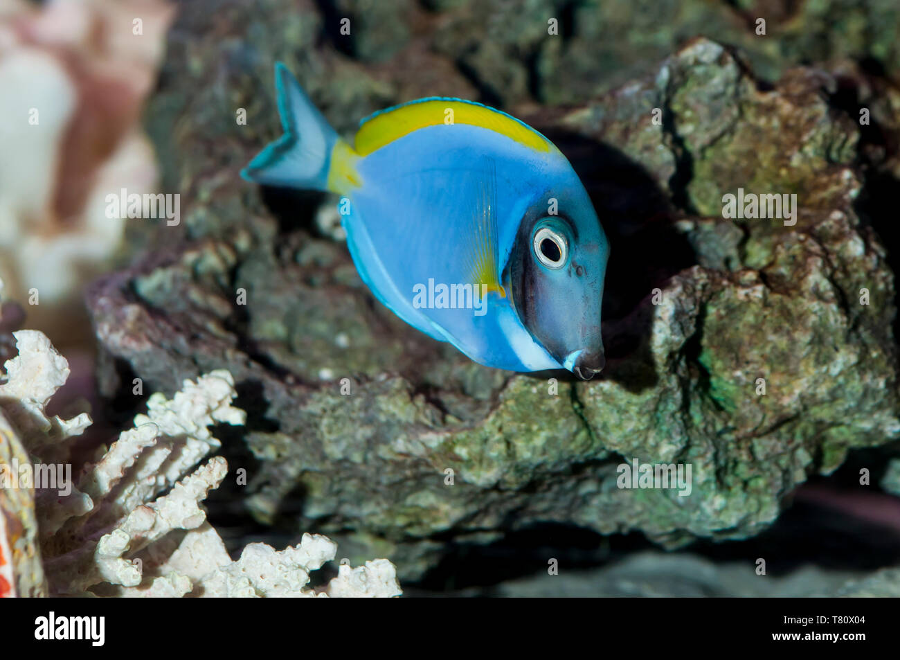 Powder Blue Tang, Acanthurus leucosternon, Schwimmen in einem Aquarium. Stockfoto