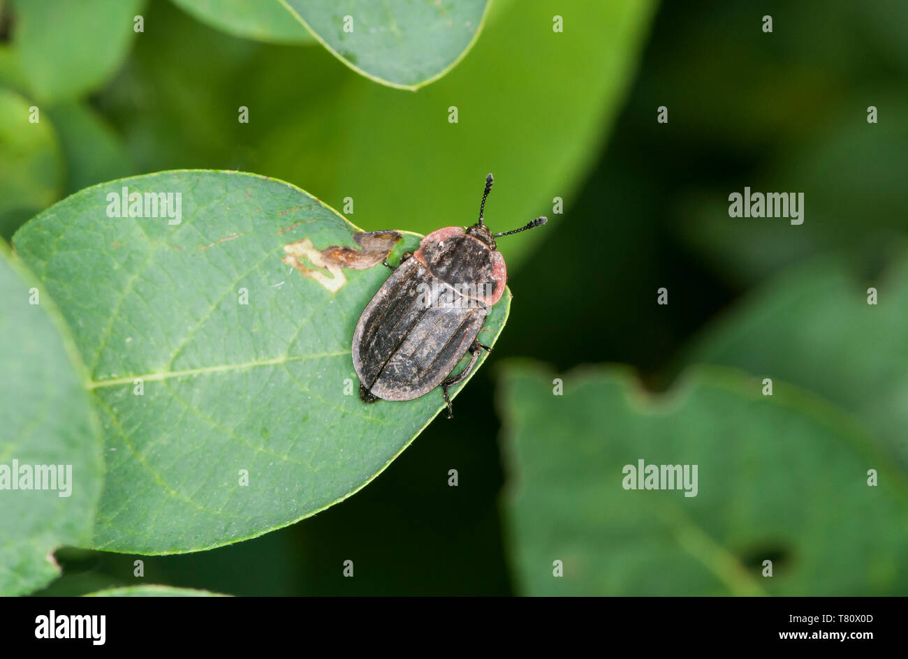 Vadnais Heights, Minnesota. John H. Allison Wald zu besichernden Carrion Beetle; Oiceoptoma noveboracense ruht auf einem Blatt. Stockfoto
