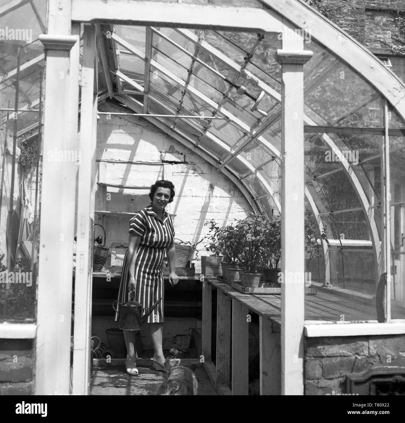 De Familie Leben zu Hause in 1952 eine Frau in weißem Kleid mit einer Gießkanne in einem Gewächshaus Stockfoto