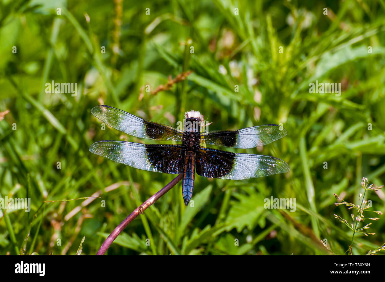 Vadnais Heights, Minnesota. Vadnais Lake Regional Park. Unreifen männlichen Witwe Skimmer, Libellula luctuosa. Stockfoto