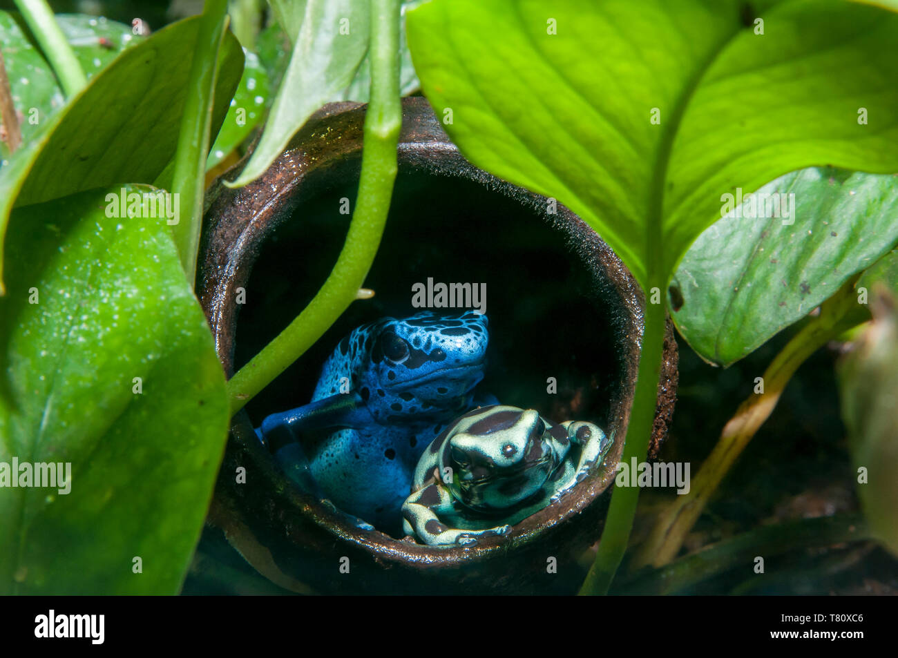 St. Paul, Minnesota. Como Park tropical rainforest aufweisen. Blue Poison dart Frog; Grün und Schwarz poison dart Frog, Dendrobates auratus. Stockfoto