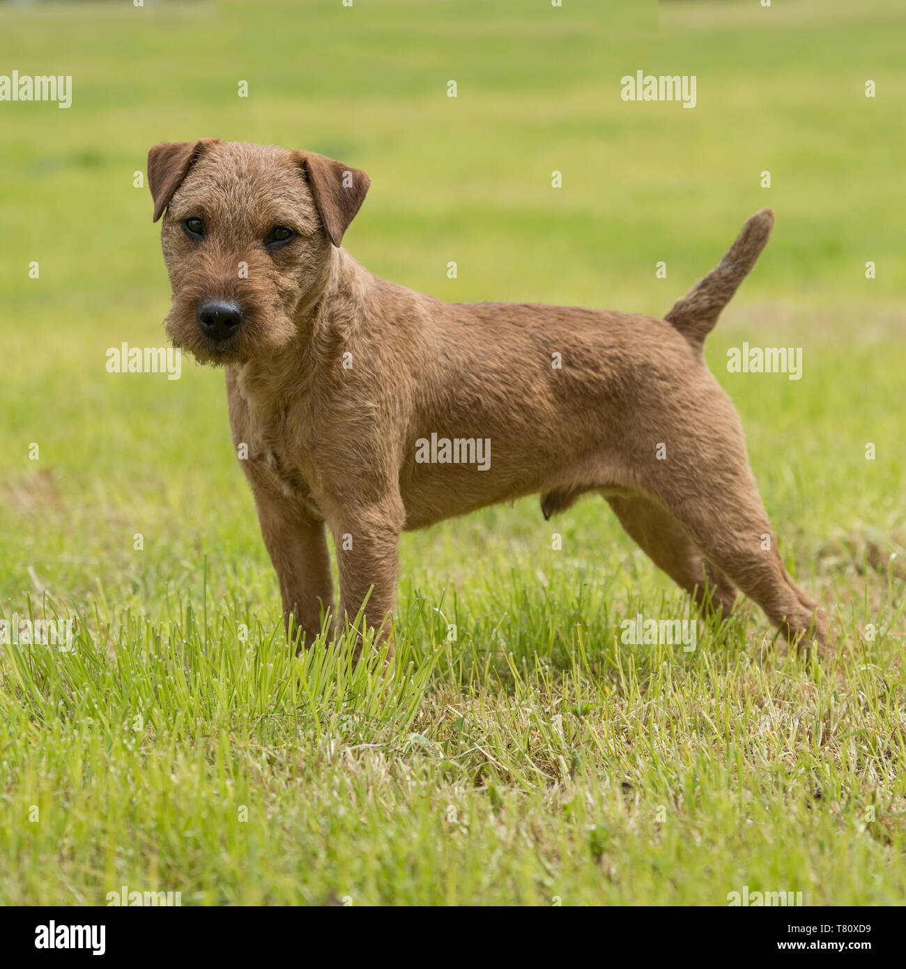 Lakeland Terrier Stockfoto