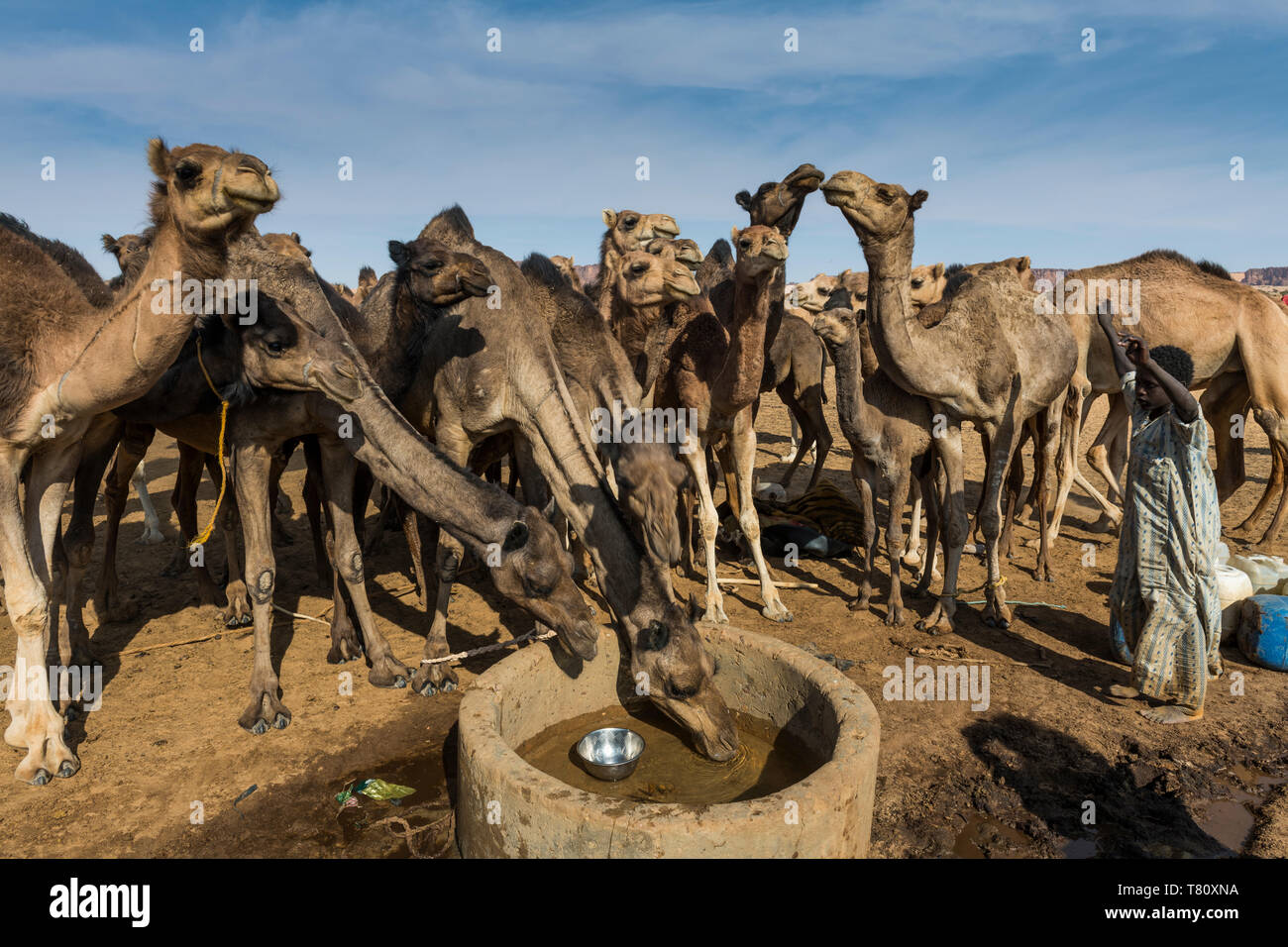 Kamele an einem Wasserloch, Ennedi Plateau, Weltkulturerbe der UNESCO, Tschad, Afrika Stockfoto