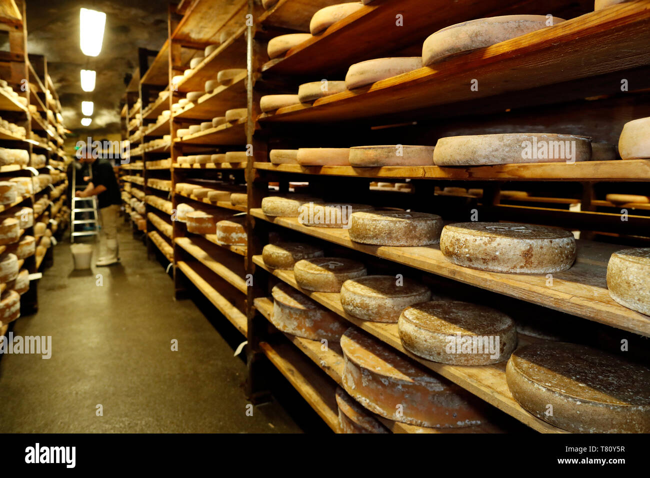 Handwerkliche Beaufort Käse in einer traditionellen Keller, Rognaix, Savoie, Frankreich, Europa Stockfoto