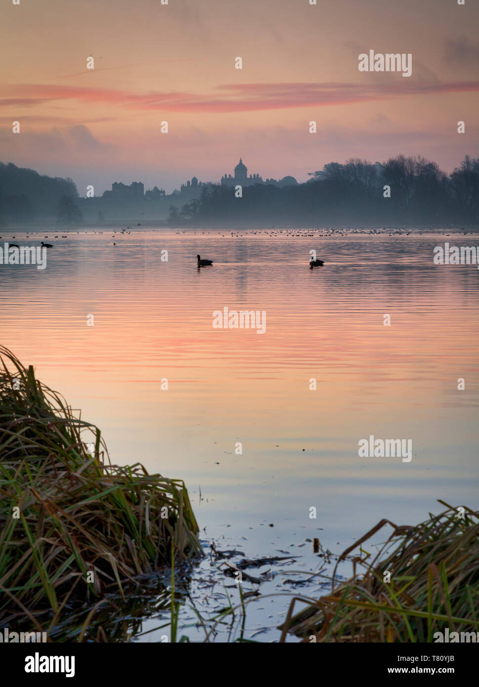 Howard The Duck Stockfotos Und Bilder Kaufen Alamy