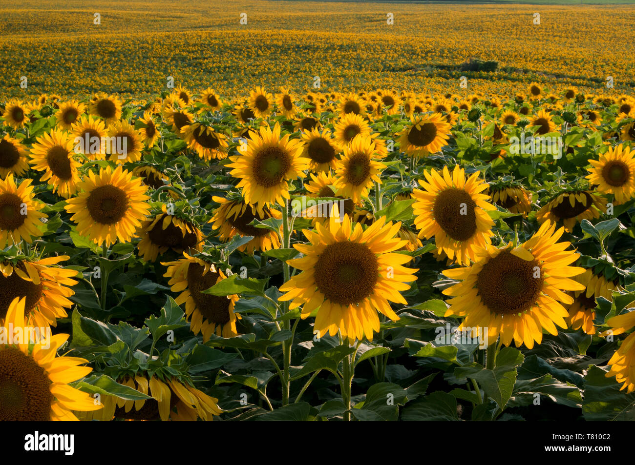 Elbow Lake, Minnesota. Sonnenblumenfeld. Stockfoto