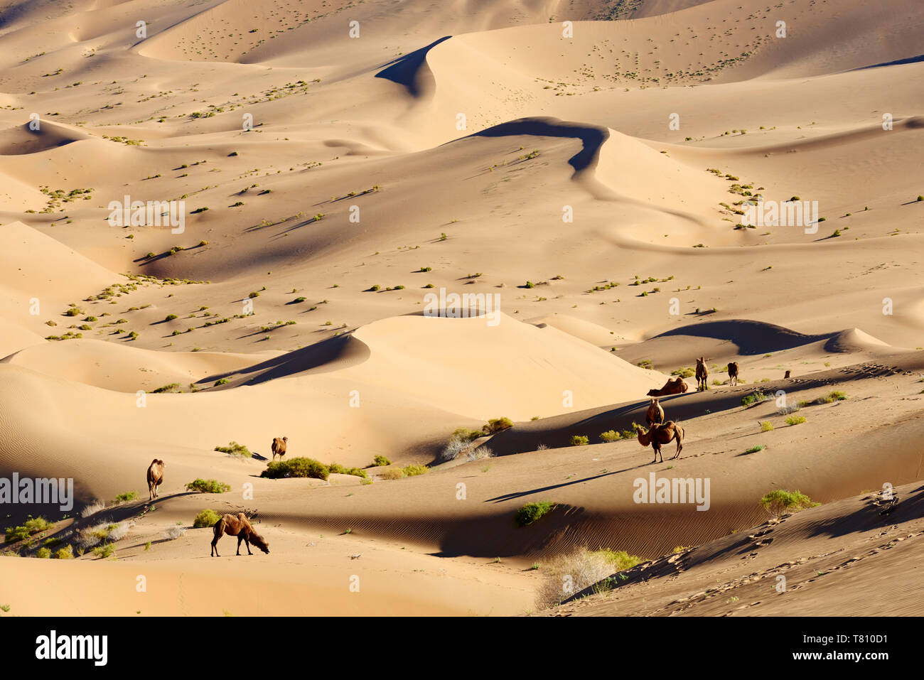 Baktrischen Kamele Badain Jaran Wüste, Wüste Gobi, der Inneren Mongolei, China, Asien Stockfoto