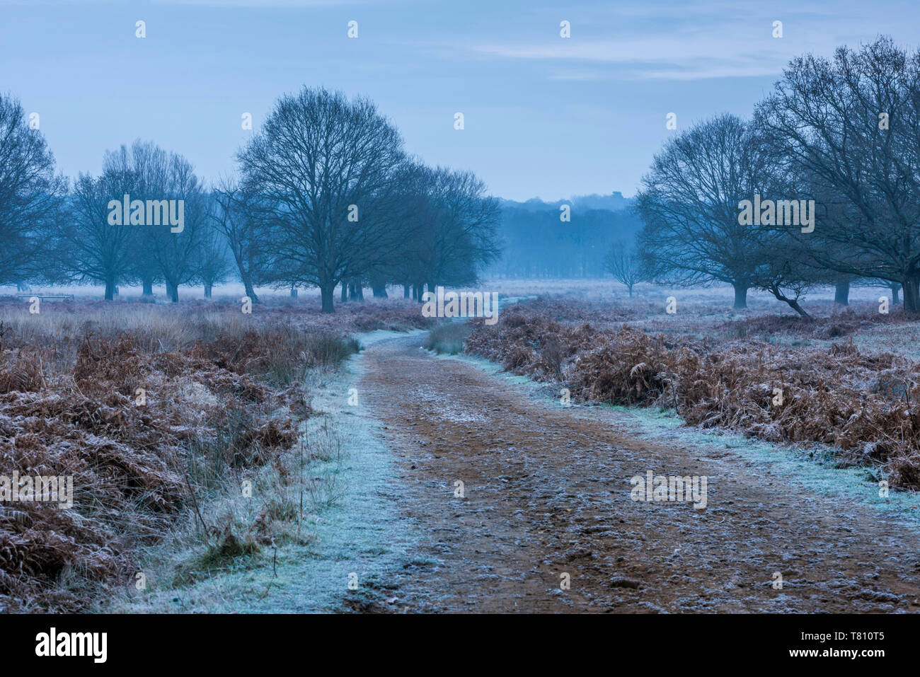 Richmond Park an einem frostigen Morgen, Richmond, London, England, Vereinigtes Königreich, Europa Stockfoto