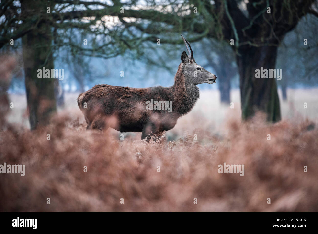 Red Deer (Cervus elaphus) im Richmond Park, Richmond, London, England, Vereinigtes Königreich, Europa Stockfoto