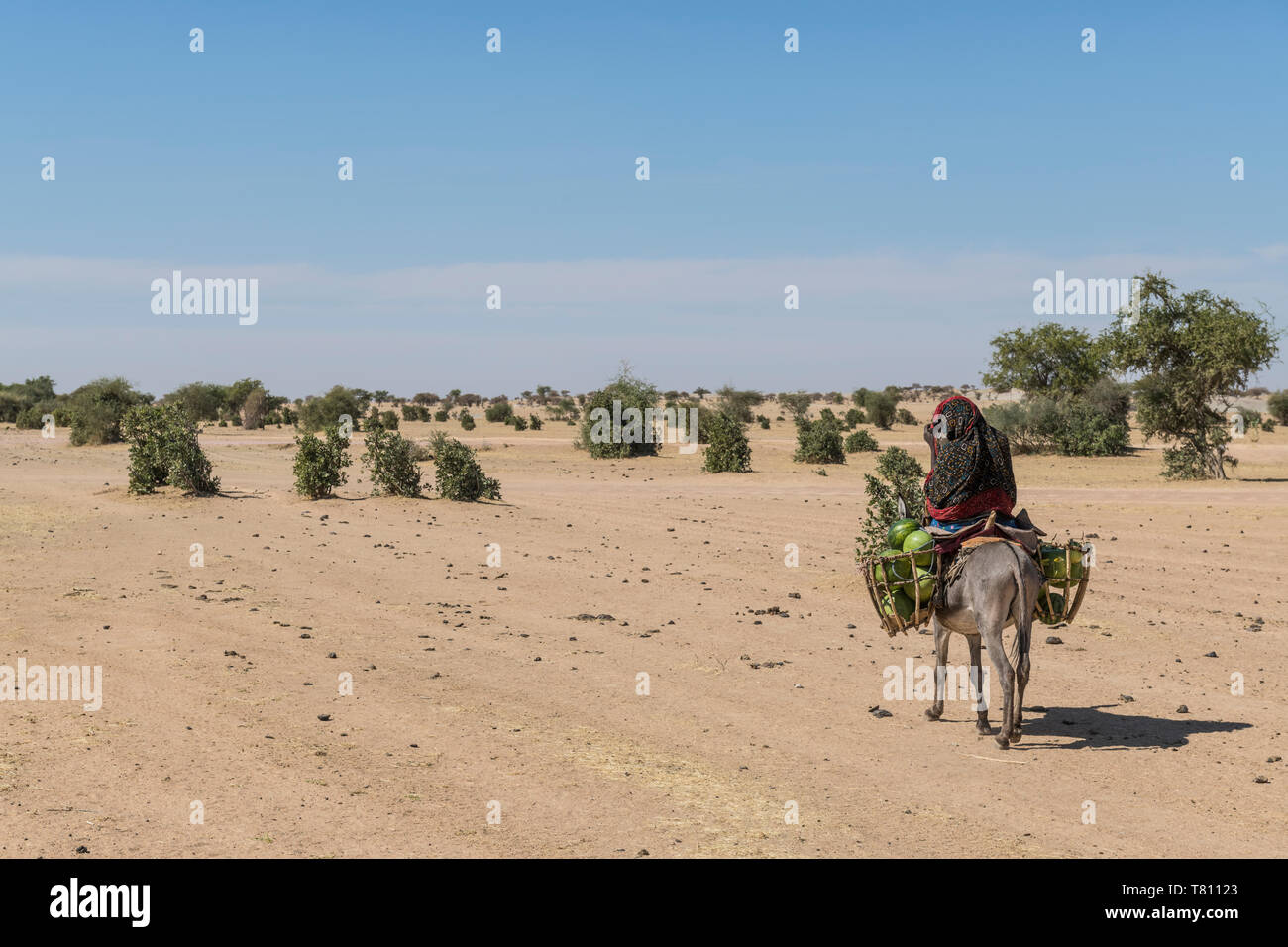 Frau auf dem Esel, Abeche, Tschad, Afrika Stockfoto