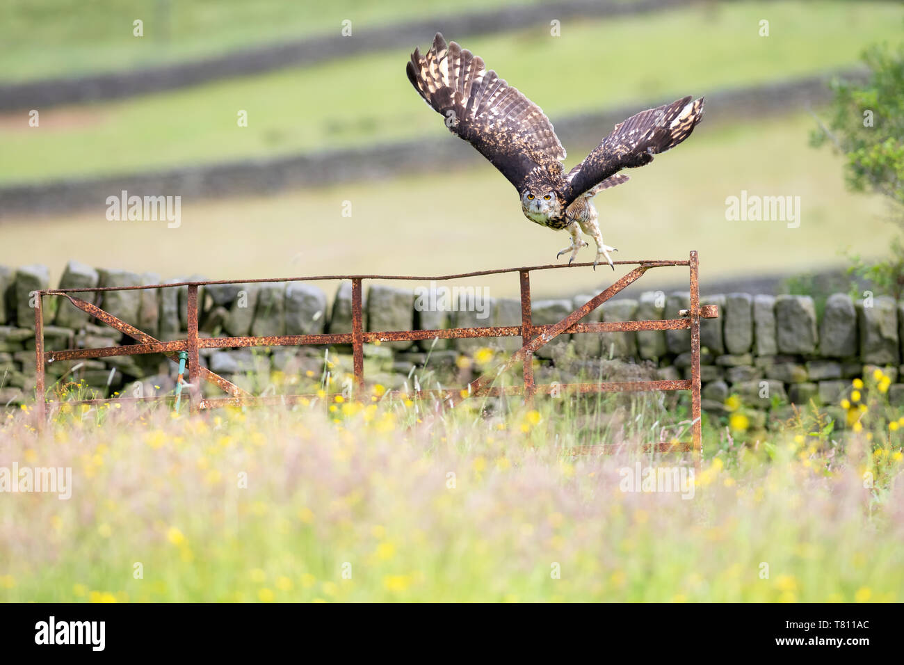 Eurasischen Uhu (Bubo bubo), Erwachsener, im Flug, Großbritannien, Europa Stockfoto