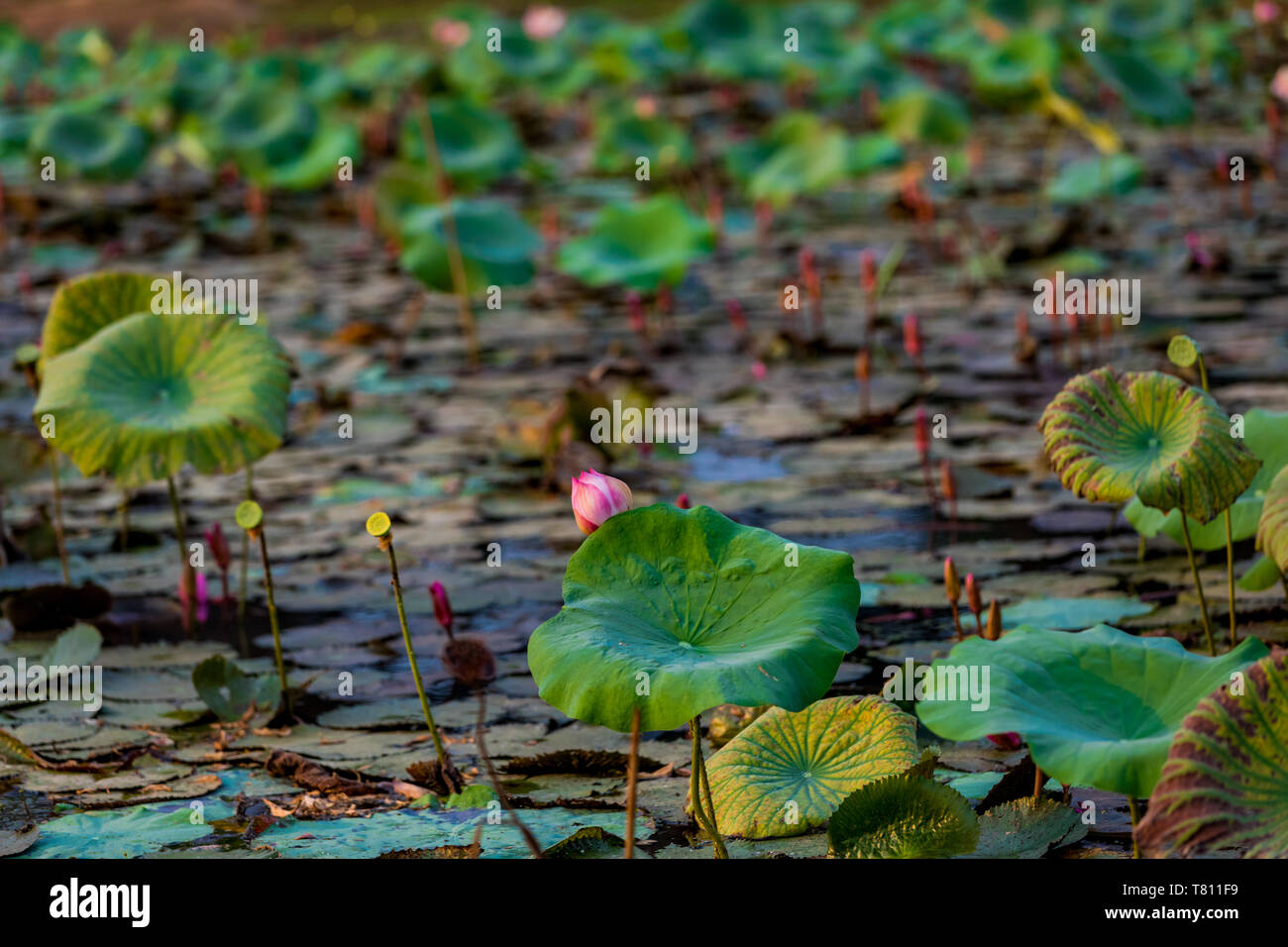 Lily Pads floating in das Mekong Delta, Kambodscha, Indochina, Südostasien, Asien Stockfoto