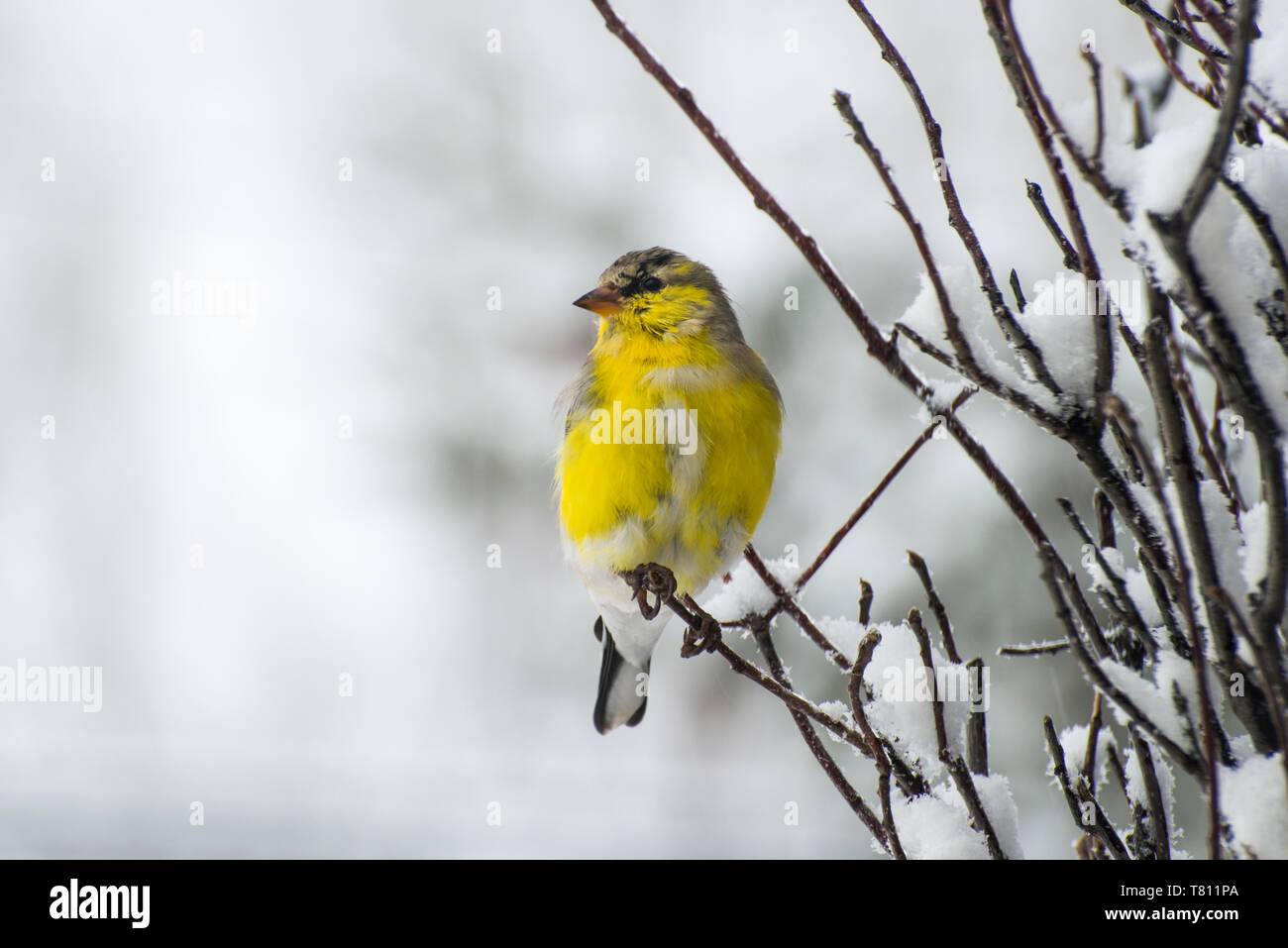 Vadnais Heights, Minnesota. American Goldfinch; Carduelis tristis thront auf einem schneebedeckten Zweig nach einem Frühling Schneesturm. Stockfoto