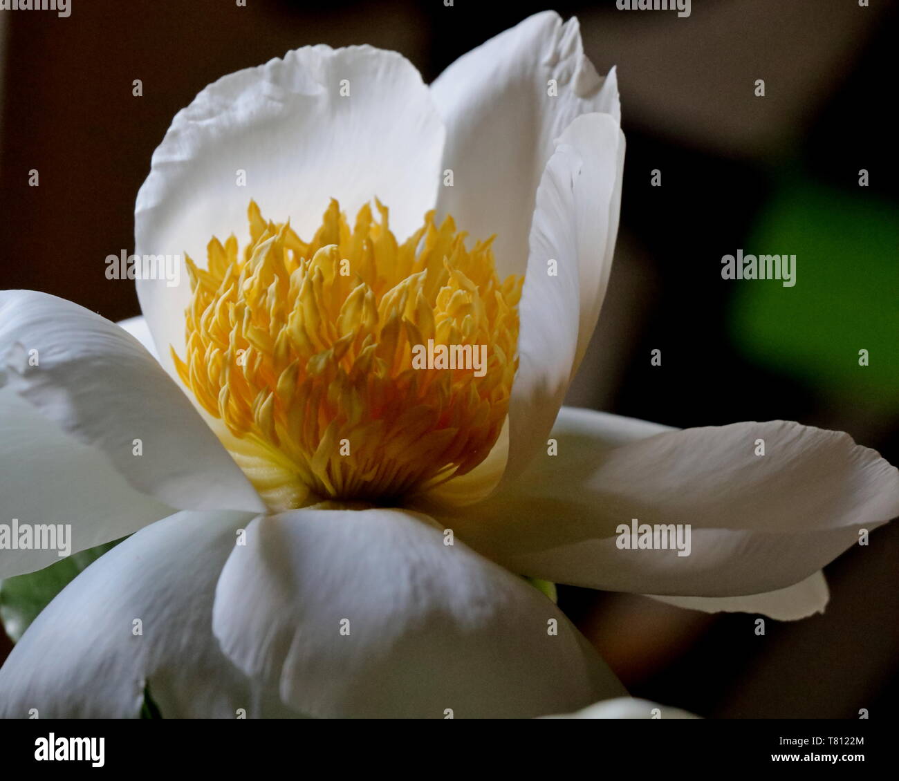 Pfingstrose Blüte, (Paeonia). Die Blume hat reinen, weißen Blüten mit close-up der gold-gelben Blütenstempel und Kelchblätter im Zentrum Stockfoto