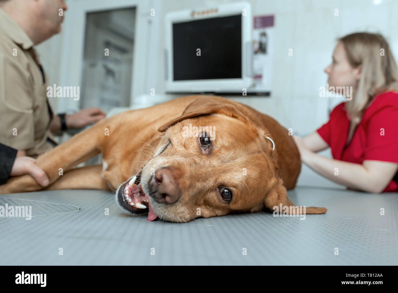 Golden Labrador Retriever liegen auf dem Tisch in der Tierklinik während Ultraschall Diagnose. Stockfoto