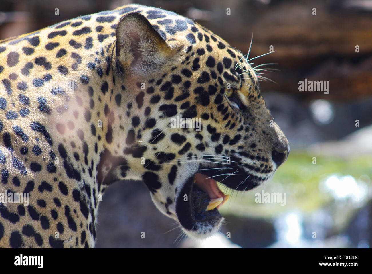 Schönen Jaguar, einem der beiden Brüder in einem Heiligtum in Costa Rica! Stockfoto