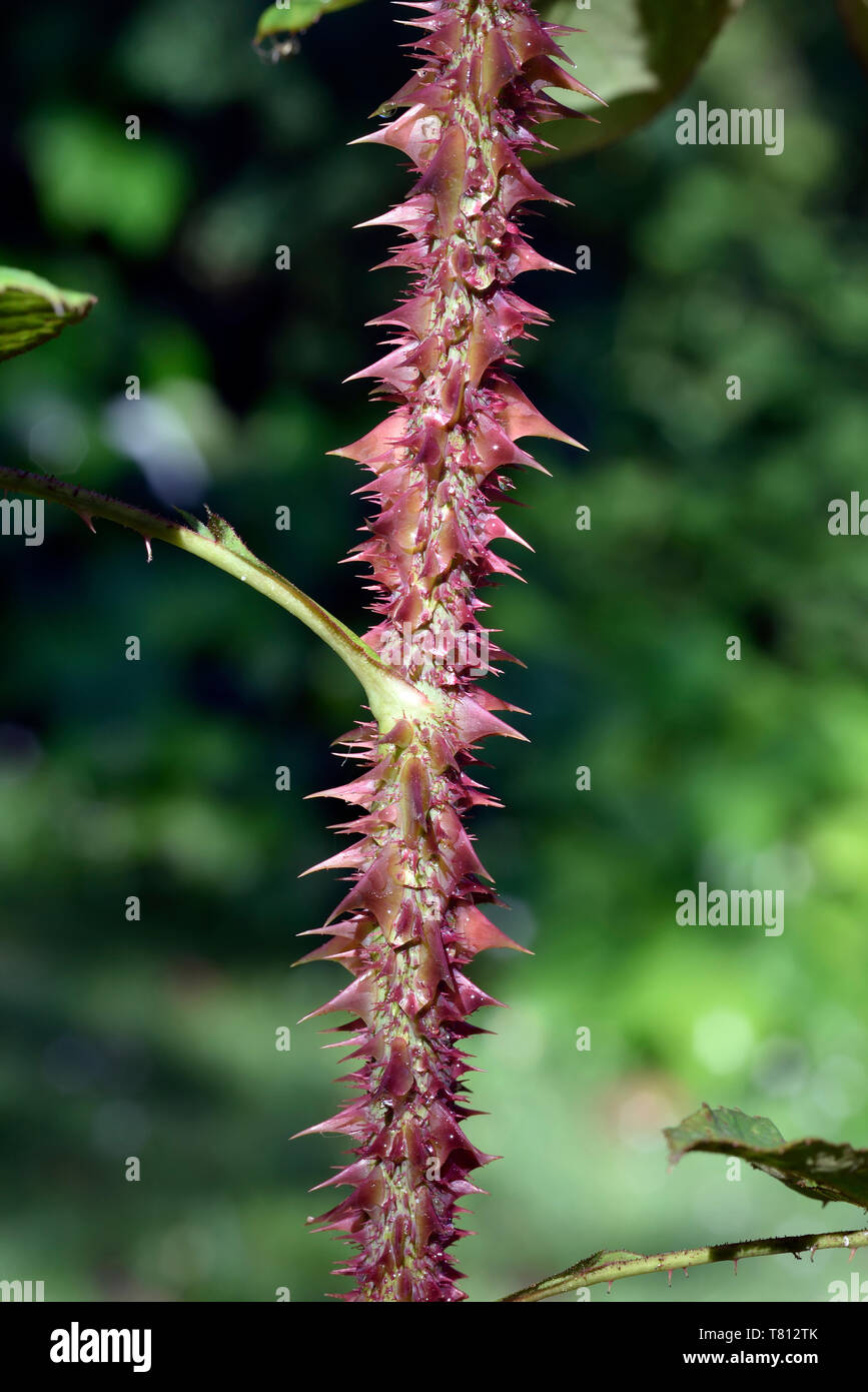 Stacheln dornen Fotos und Bildmaterial in hoher Auflösung Alamy