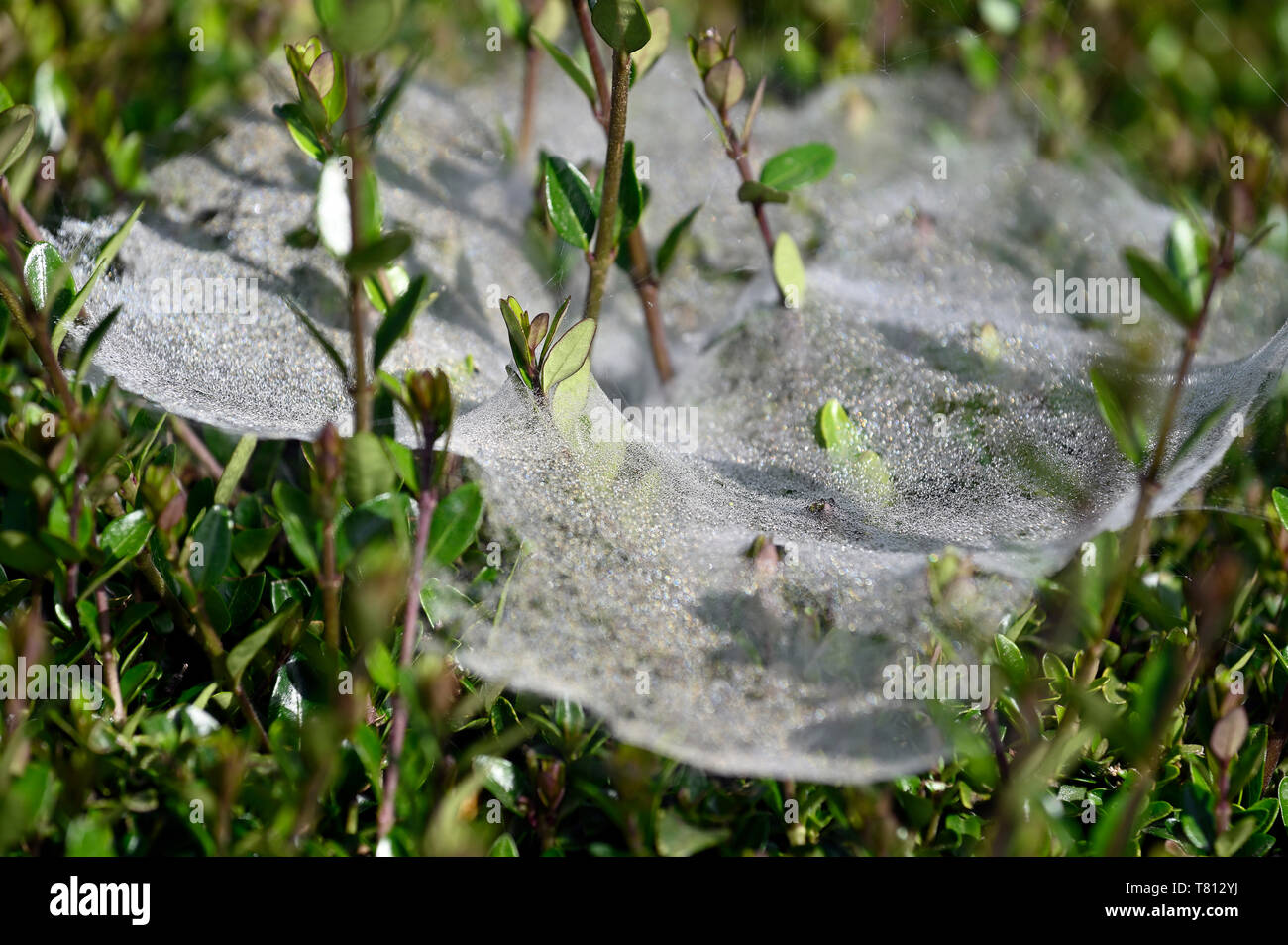 Spinnennetz mit Tautropfen Stockfoto