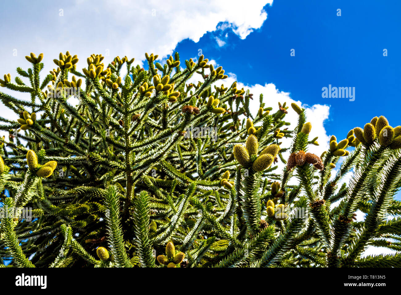 Monkey Puzzle Tree (Araucaria araucana) in den Kew Gardens, London, UK