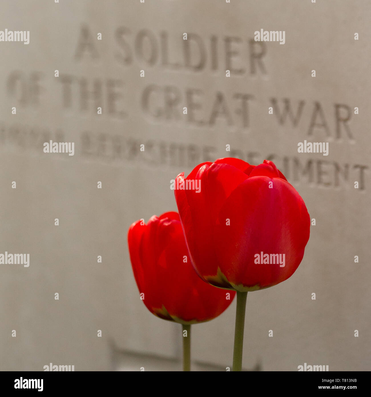 Zwei Blut - rote Tulpen stehen vor einem weißen Grabstein zu einem unbekannten Soldaten im Heiligtum Holz Friedhof - ein WWI Grabstätte in der Nähe von Ypern, Belgien. Stockfoto