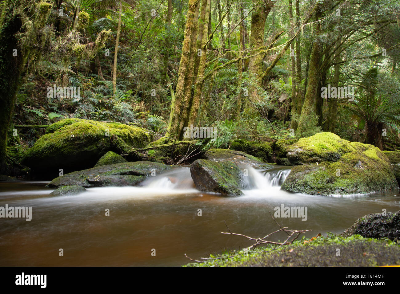 Stream und Regenwald in Tasmanien Stockfoto