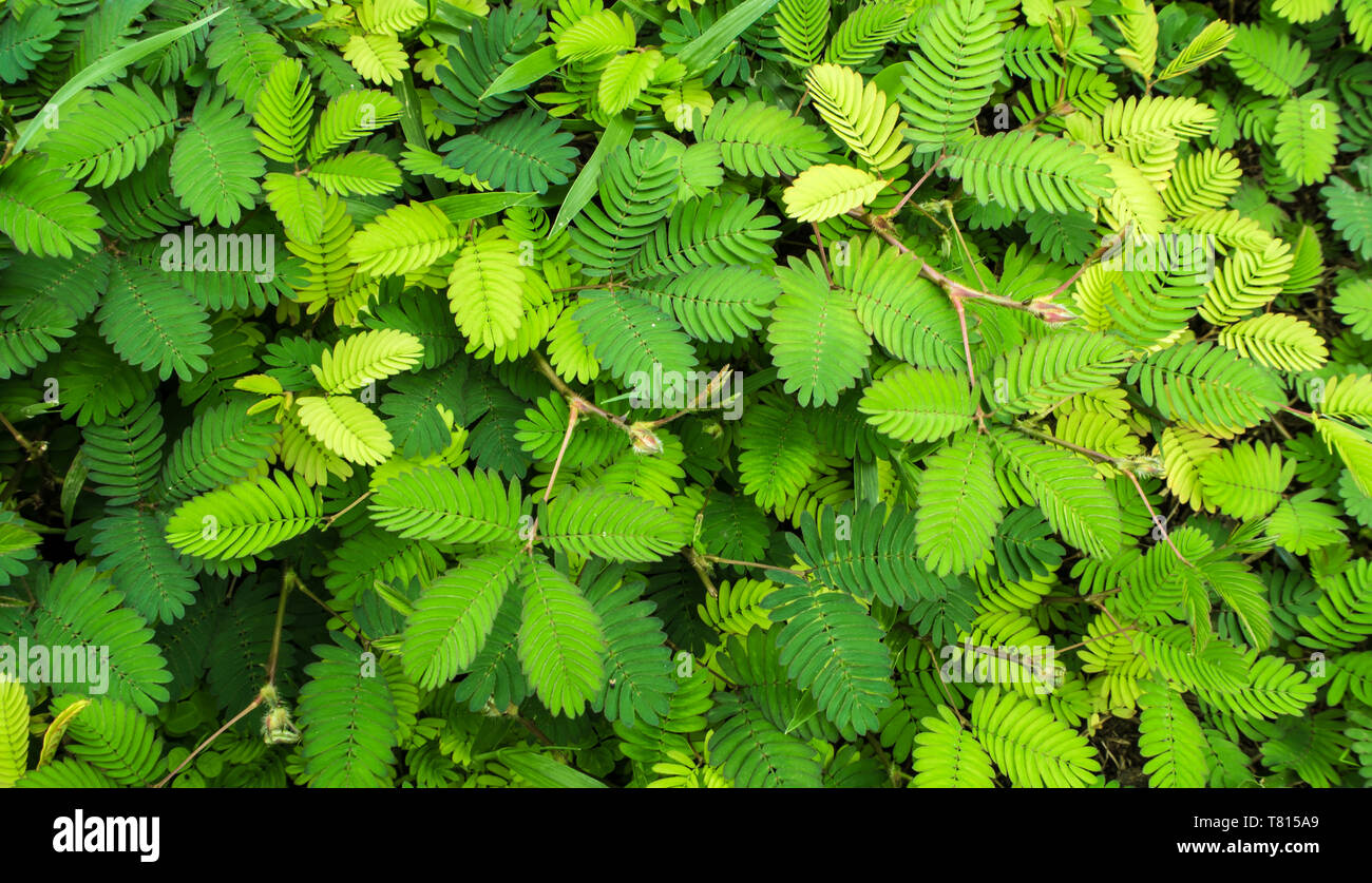Blätter von Mimosa pudica empfindliche Pflanze, verschlafene Anlage Stockfoto