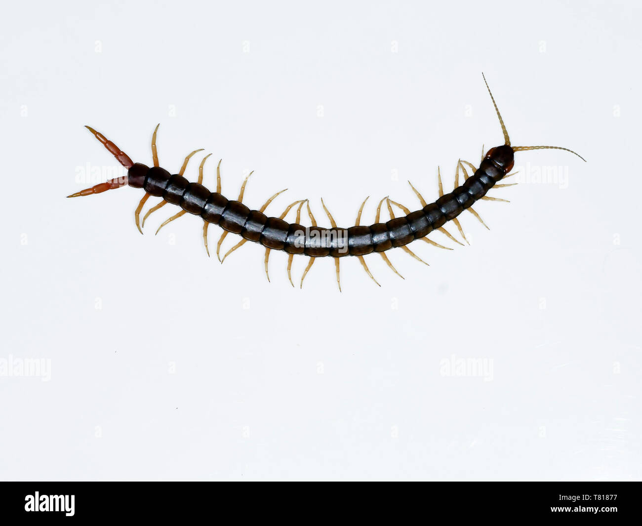 Mittelmeer banded tausendfüßler Fotos und Bildmaterial in hoher Auflösung Alamy