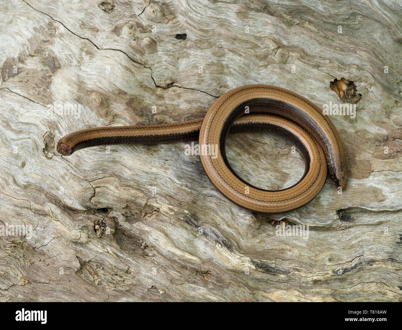 Slow Worm, Anguis fragilis, Bulgarien, April 2019 Stockfoto