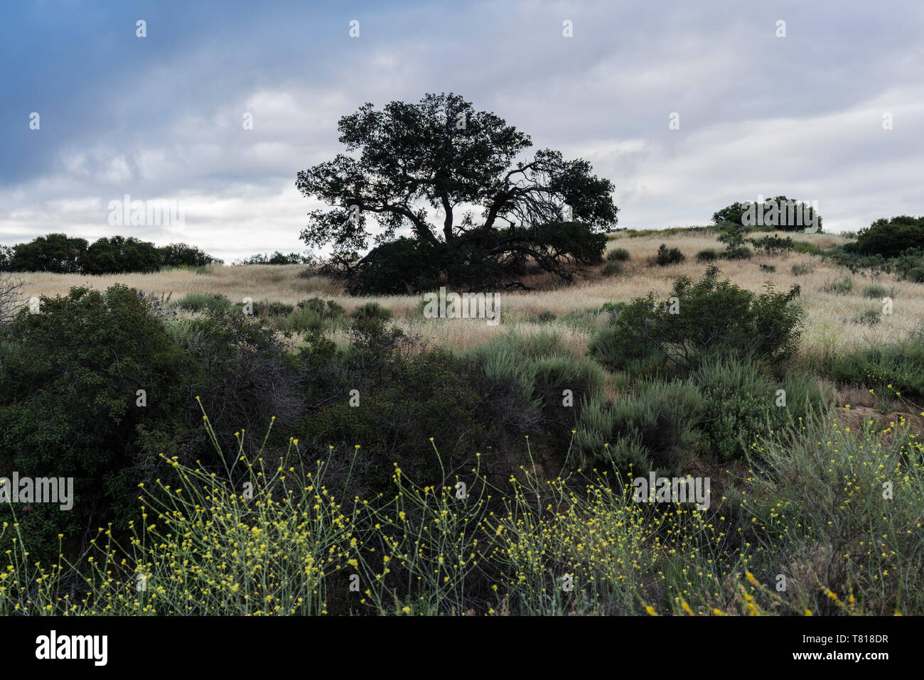 Morgen Wolken mit einsame Eiche auf dem Hügel Santa Susana Pass State Historic Park in San Fernando Valley Gegend von Los Angeles, Kalifornien. Stockfoto