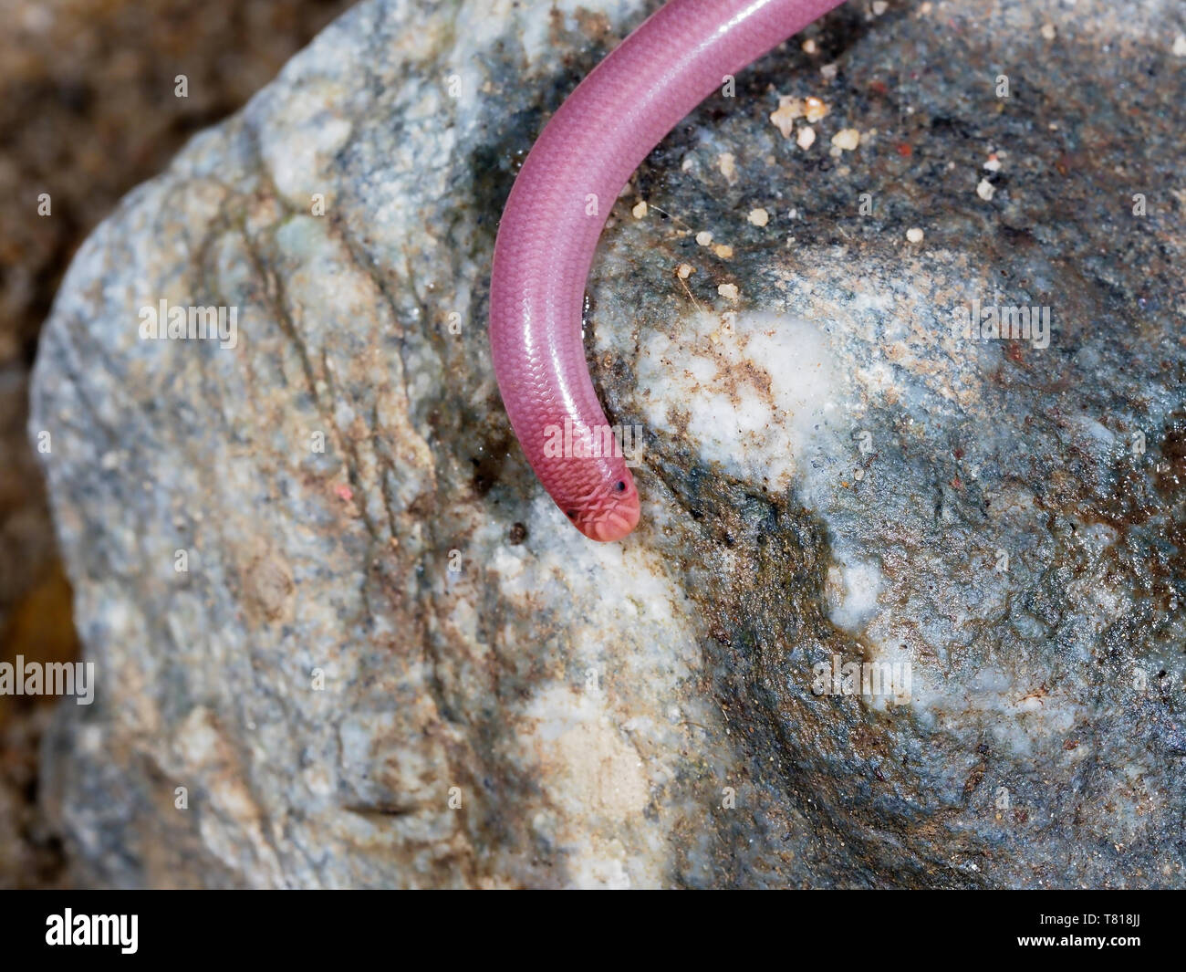 Europäische Wurm Schlange oder blinde Schlange, Typhlops vermicularis, Bulgarien, April 2019 Stockfoto