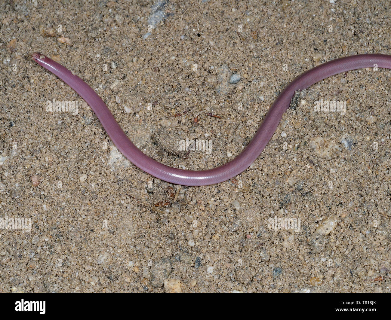 Europäische Wurm Schlange oder blinde Schlange, Typhlops vermicularis, Bulgarien, April 2019 Stockfoto