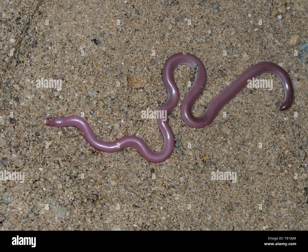 Europäische Wurm Schlange oder blinde Schlange, Typhlops vermicularis, Bulgarien, April 2019 Stockfoto