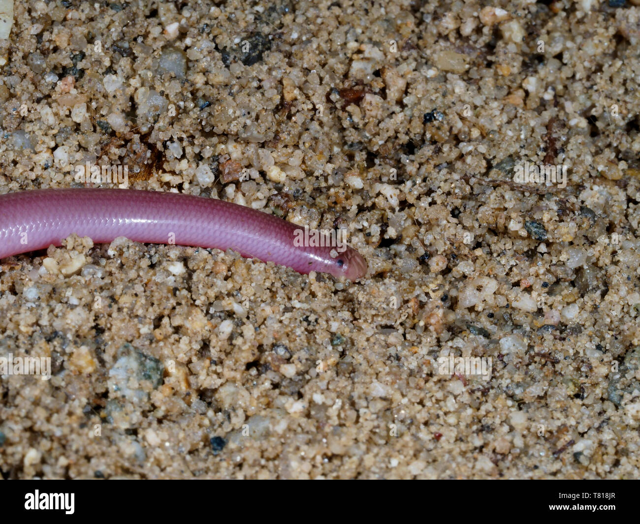 Europäische Wurm Schlange oder blinde Schlange, Typhlops vermicularis, Bulgarien, April 2019 Stockfoto