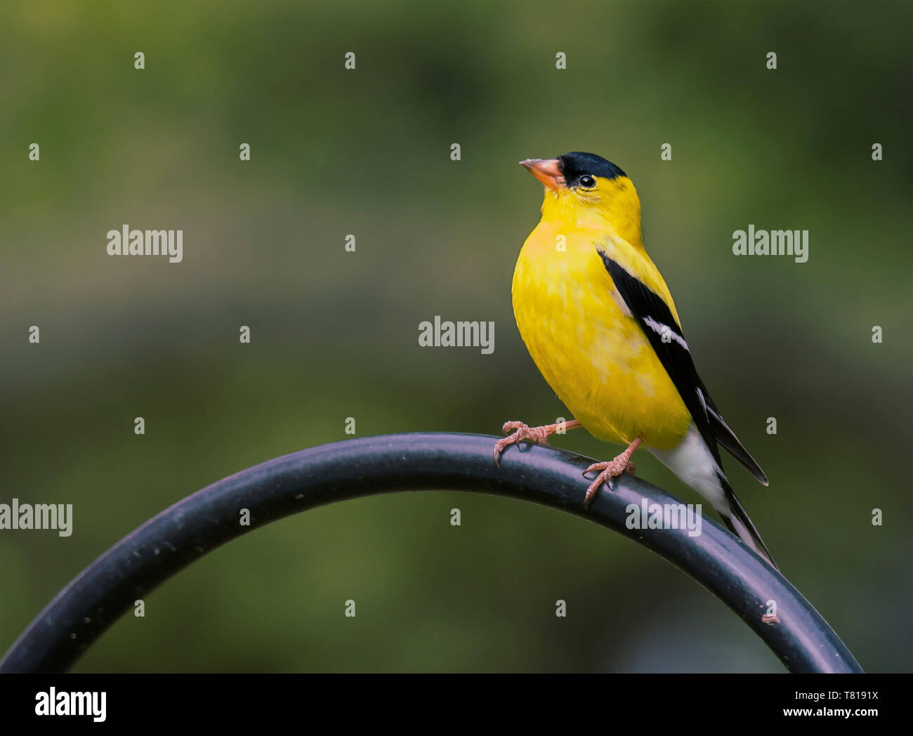 American Goldfinch, männliche dumpf im Südosten von Pennsylvania USA gehockt Stockfoto