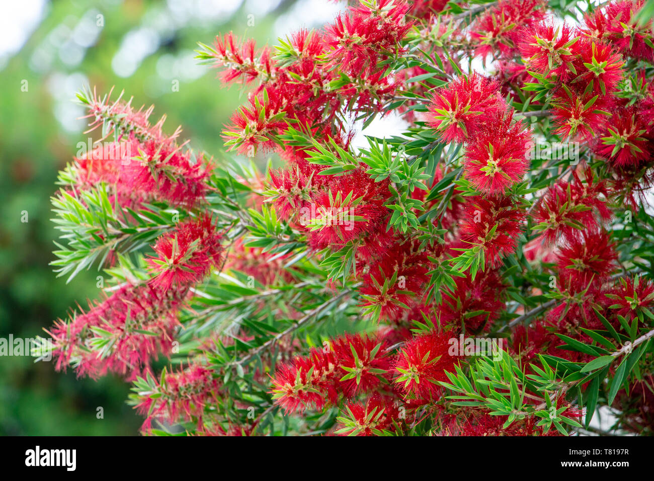 Callistemon Bottlebrush (Anlage) rote Blumen-Pembroke Pines, Florida, USA Stockfoto