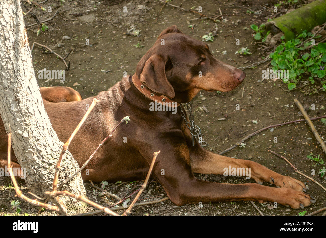 Ohren Kupiert Stockfotos Und Bilder Kaufen Alamy